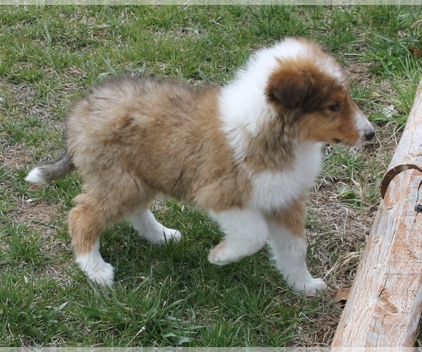 Medium Photo #1 Bearded Collie Puppy For Sale in SPEARFISH, SD, USA