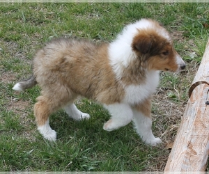 Bearded Collie Puppy for sale in SPEARFISH, SD, USA