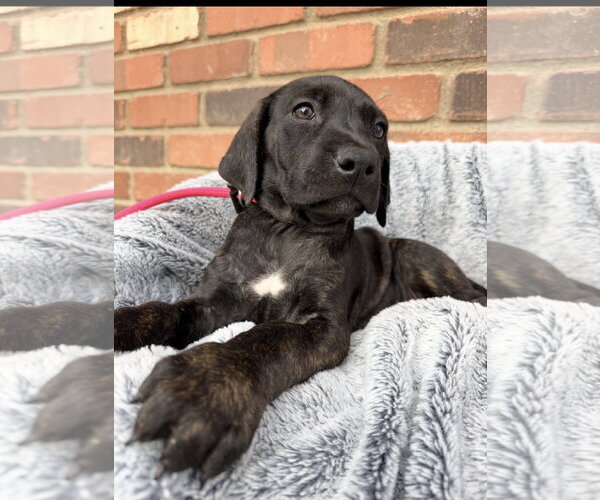 Medium Photo #5 Mutt Puppy For Sale in Goodyear, AZ, USA