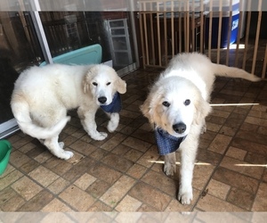 Great Pyrenees Puppy for sale in SAN DIEGO, CA, USA