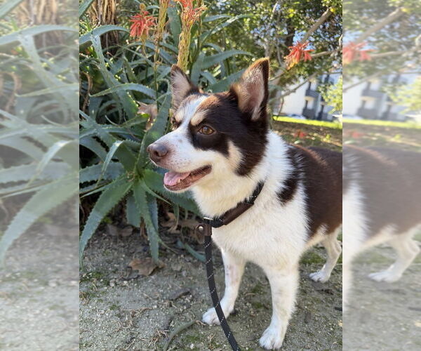 Medium Photo #4 Chihuahua-Unknown Mix Puppy For Sale in Studio City, CA, USA