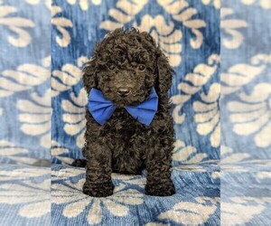 Poodle (Miniature) Puppy for sale in KIRKWOOD, PA, USA