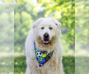 Great Pyrenees-Unknown Mix Dogs for adoption in Unionville, PA, USA