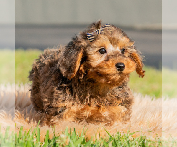 Medium Photo #5 Yorkipoo Puppy For Sale in WARSAW, IN, USA