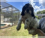 Small #2 Cocker Spaniel