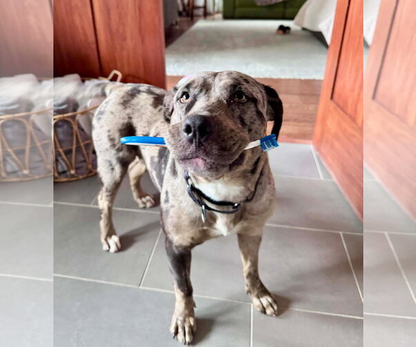 Medium Photo #10 Catahoula Leopard Dog-Unknown Mix Puppy For Sale in Germantown, OH, USA