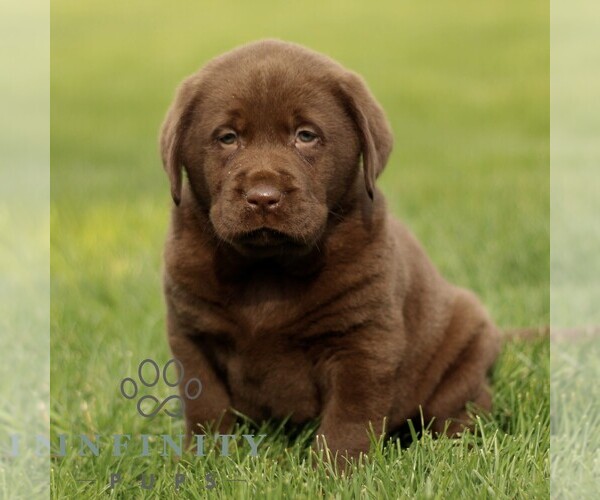 Medium Photo #1 Labrador Retriever Puppy For Sale in RONKS, PA, USA