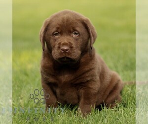 Labrador Retriever Puppy for sale in RONKS, PA, USA