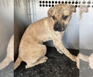 Pug-Unknown Mix Dogs for adoption in HESPERIA, CA, USA