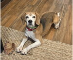 Small #4 Beagle