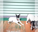 Small #3 Rat Terrier