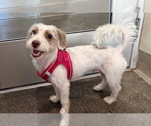 Fox Terrier (Toy)-Havanese Mix Dogs for adoption in Berkeley , CA, USA