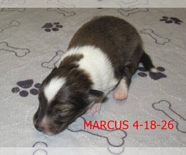 Medium Photo #2 Shetland Sheepdog Puppy For Sale in SOLON, ME, USA
