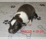 Small #1 Shetland Sheepdog