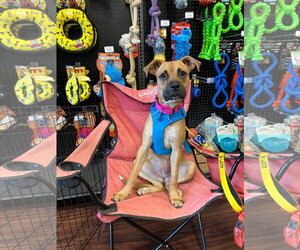 Boxer Dogs for adoption in Dallas, TX, USA