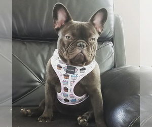 Mother of the French Bulldog puppies born on 08/08/2019