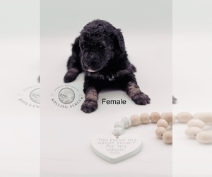 Goldendoodle Puppy for sale in MARYVILLE, MO, USA