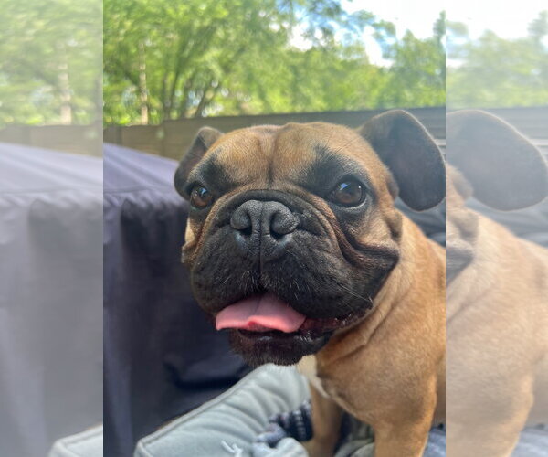 Medium Photo #9 French Bulldog Puppy For Sale in St. Louis Park, MN, USA