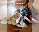 Small Photo #1 Whoodle Puppy For Sale in GOLDEN CITY, MO, USA