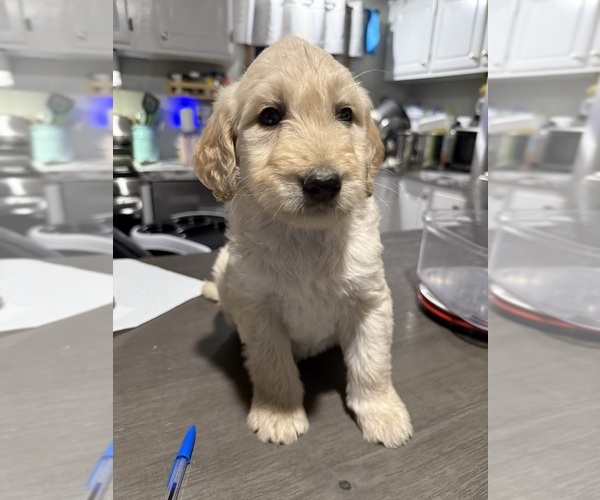 Medium Photo #7 Goldendoodle Puppy For Sale in GROVE CITY, PA, USA