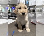 Puppy Gray Collar Goldendoodle