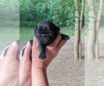 Puppy Girl 2 Pug