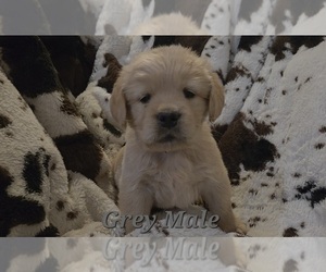 Medium Golden Retriever