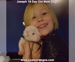Small Photo #45 Dogo Argentino Puppy For Sale in PINEVILLE, MO, USA