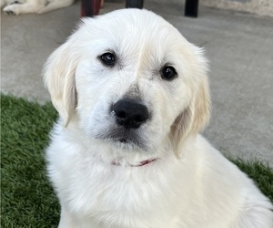 English Cream Golden Retriever Puppy for Sale in BEND, Oregon USA