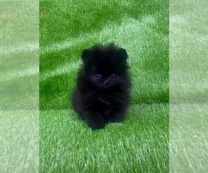 Pomeranian Puppy for sale in EMPIRE STATE, NY, USA