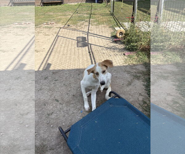 Medium Photo #3 German Shepherd Dog-Treeing Walker Coonhound Mix Puppy For Sale in Rowlett, TX, USA