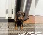 Small Photo #26 Doberman Pinscher Puppy For Sale in CAMPTON, KY, USA