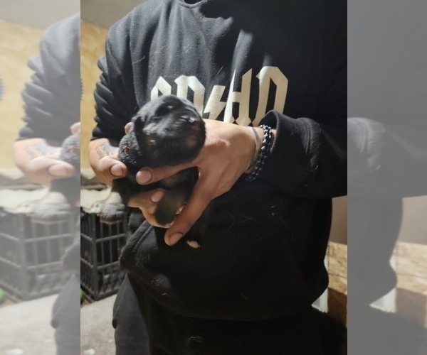 Medium Photo #124 German Shepherd Dog Puppy For Sale in LA FAYETTE, NY, USA