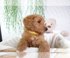 Goldendoodle Puppy for sale in NASHVILLE, TN, USA