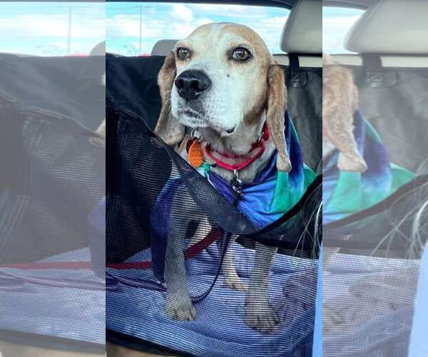 Medium Photo #8 Beagle Puppy For Sale in Dunnellon, FL, USA