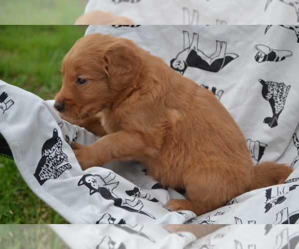 Medium Photo #2 Golden Retriever Puppy For Sale in GREENWOOD, WI, USA