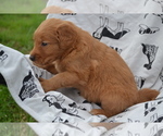 Small #1 Golden Retriever