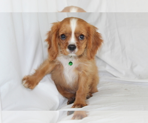 Medium Photo #3 Cavalier King Charles Spaniel Puppy For Sale in BROOKSVILLE, FL, USA
