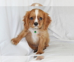 Small #2 Cavalier King Charles Spaniel