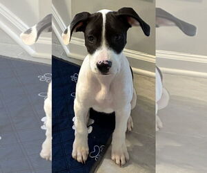 Mutt Dogs for adoption in Holly Springs, NC, USA