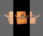 Small #7 Poodle (Standard)