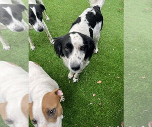 Colonial Cocker Spaniel-Unknown Mix Dogs for adoption in Elmsford, NY, USA