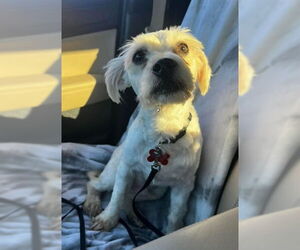 Poodle (Miniature)-Wheaten Terrier Mix Dogs for adoption in San Diego, CA, USA