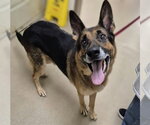 ROCK - Male German Shepherd Dog Dog for Adoption - Small photo
