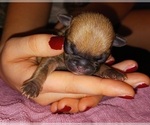 Small Photo #7 Buggs Puppy For Sale in WEST PLAINS, MO, USA