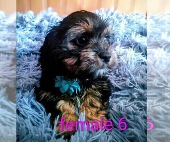 Medium Photo #3 Silky Cocker Puppy For Sale in WOBURN, MA, USA