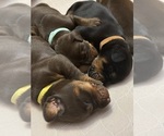Small Photo #54 Doberman Pinscher Puppy For Sale in MACOMB TOWNSHIP, MI, USA