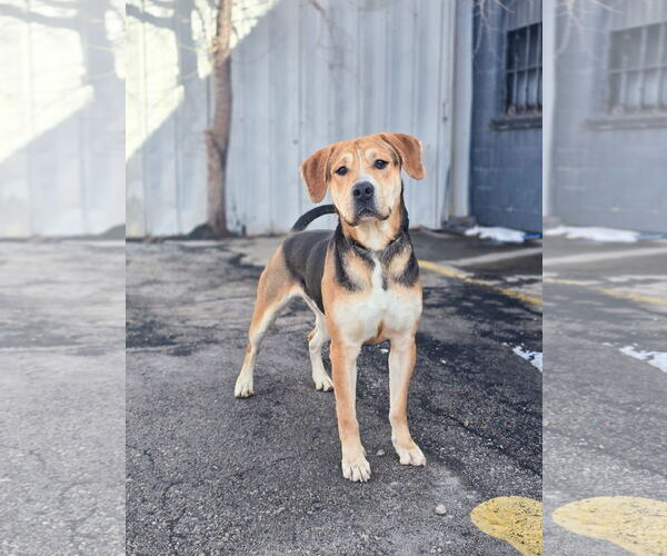 Medium Photo #4 Mutt Puppy For Sale in Sandy, UT, USA