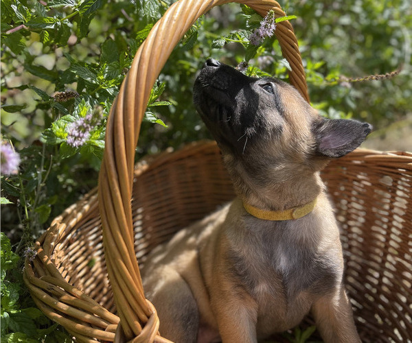 Medium Photo #5 Belgian Malinois Puppy For Sale in S CHARLESTON, WV, USA