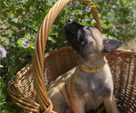 Small #4 Belgian Malinois
